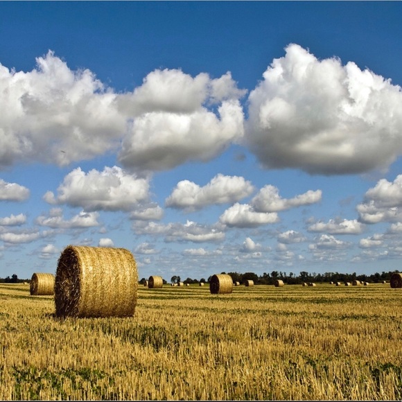 Meet your Posher, CJ - Picture 2 of 2